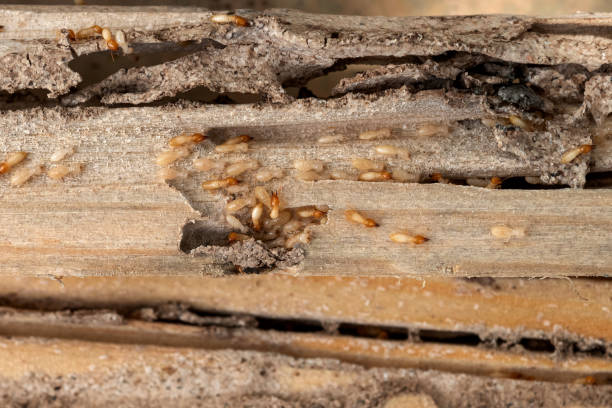Reliable Monmouth, OR Pest Control Solutions